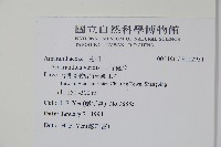 野莧菜藏品圖，第2張