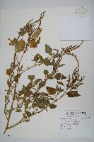 野莧菜藏品圖，第1張