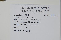 野莧菜藏品圖，第2張