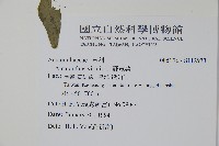 野莧菜藏品圖，第2張