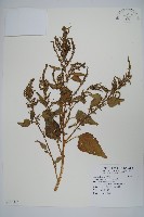 野莧菜藏品圖，第1張