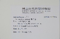 野莧菜藏品圖，第2張