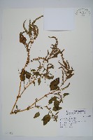 野莧菜藏品圖，第1張