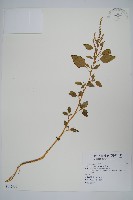 野莧菜藏品圖，第1張