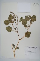 野莧菜藏品圖，第1張