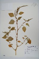 野莧菜藏品圖，第1張