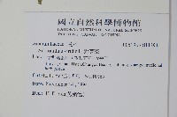 野莧菜藏品圖，第2張