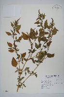 野莧菜藏品圖，第1張