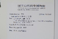 野莧菜藏品圖，第2張