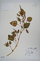 野莧菜藏品圖，第1張