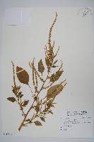 刺莧藏品圖，第1張