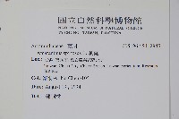 刺莧藏品圖，第2張