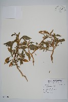 刺莧藏品圖，第1張