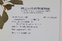 凹葉野莧菜藏品圖，第2張