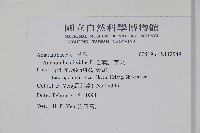 凹葉野莧菜藏品圖，第2張