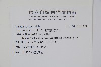 凹葉野莧菜藏品圖，第2張