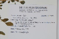 凹葉野莧菜藏品圖，第2張