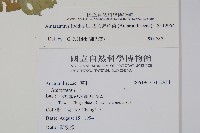 凹葉野莧菜藏品圖，第2張