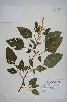 登錄號:S112955藏品圖，第1張