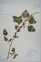 登錄號:S112956藏品圖，第1張