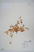 假千日紅藏品圖，第1張