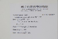 假千日紅藏品圖，第2張