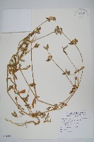 短穗假千日紅藏品圖，第1張