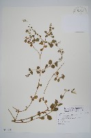 蔓雞冠、絹毛莧藏品圖，第1張