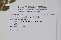 蔓雞冠、絹毛莧藏品圖，第2張