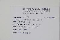 假千日紅藏品圖，第2張