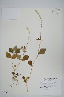 假川牛膝藏品圖，第1張