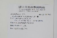 假川牛膝藏品圖，第2張