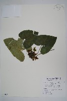 插天山細辛藏品圖，第1張