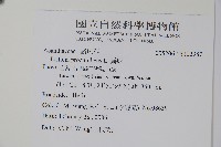 爵床藏品圖，第2張