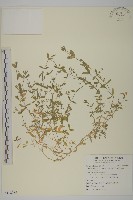 天蓬草、雀舌草藏品圖，第1張