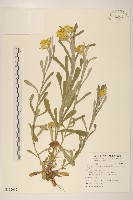 鼠麴草藏品圖，第1張