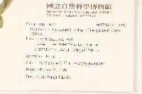 鼠麴草藏品圖，第2張