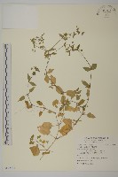 繁縷藏品圖，第1張