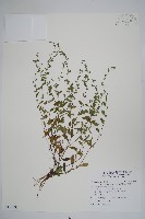 細纍子草藏品圖，第1張