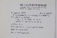 細纍子草藏品圖，第2張