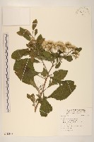 登錄號:S112998藏品圖，第1張