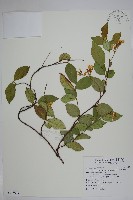 絡石藏品圖，第1張