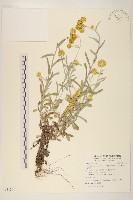 鼠麴草藏品圖，第1張