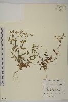 卷耳藏品圖，第1張