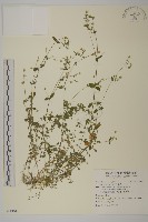 繁縷藏品圖，第1張