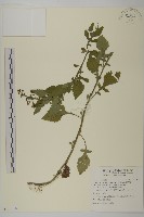 茯苓菜藏品圖，第1張