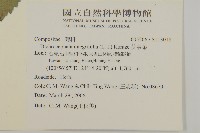 茯苓菜藏品圖，第2張