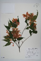 尖葉槭藏品圖，第1張