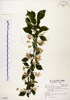 烏皮九芎、奮起湖野茉莉藏品圖，第1張