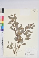 凹葉越橘藏品圖，第1張